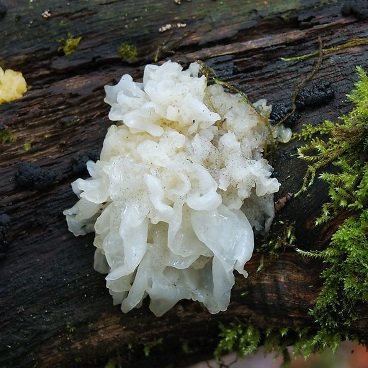 серебристый древесный гриб.jpg